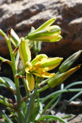 Albuca suaveolens