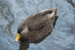 Anas rubripes × platyrhynchos