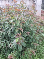 Alternanthera brasiliana