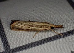 Agriphila vulgivagellus
