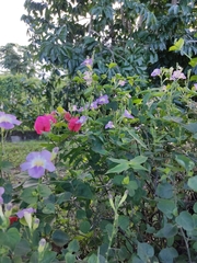 Anisodontea scabrosa