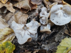 Helvella crispa