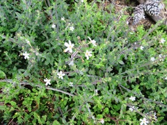 Chaenostoma hispidum