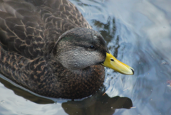 Anas rubripes × platyrhynchos