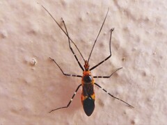 Zelus longipes
