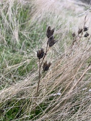 Camassia