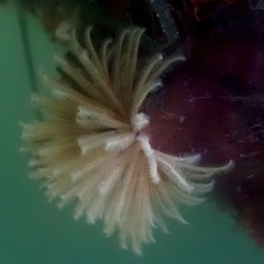 Eudistylia polymorpha