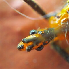 Zelus longipes