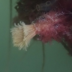 Eudistylia polymorpha