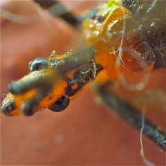 Zelus longipes