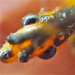 Zelus longipes