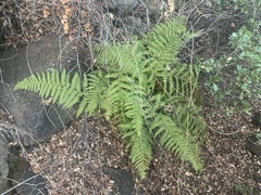 Dryopteris arguta