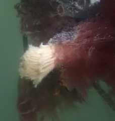 Eudistylia polymorpha