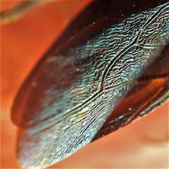 Zelus longipes