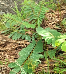 Senna reticulata