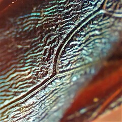 Zelus longipes