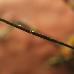 Zelus longipes