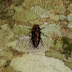 Chrysobothris
