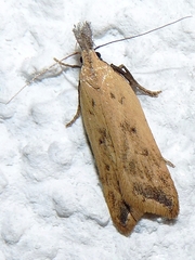 Dichomeris limosellus