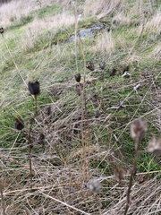 Camassia quamash