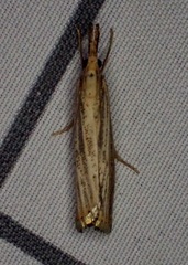 Agriphila vulgivagellus