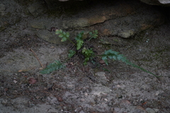 Asplenium pinnatifidum