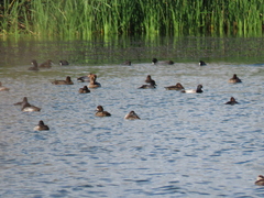 Aythya affinis