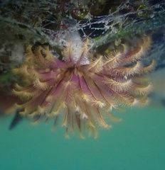 Eudistylia polymorpha