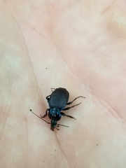 Sphaeroderus stenostomus