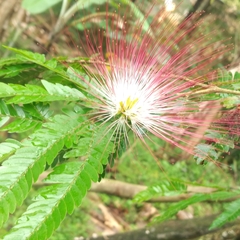 Calliandra surinamensis