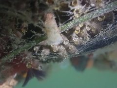 Eudistylia polymorpha