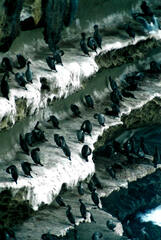 Phalacrocorax punctatus