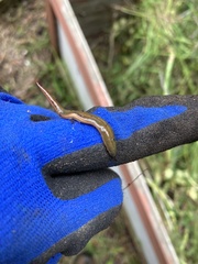 Kontikia ventrolineata