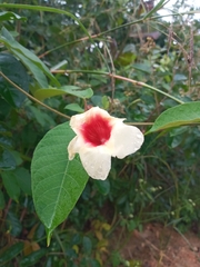 Mandevilla hirsuta