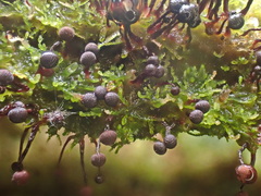 Cribraria mirabilis