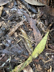 Kontikia ventrolineata