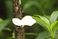Oudemansiella australis