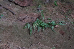 Asplenium pinnatifidum