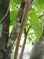 Anolis limifrons