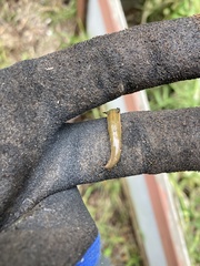 Kontikia ventrolineata