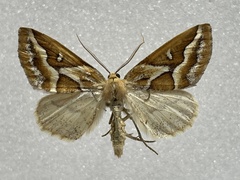 Caripeta angustiorata