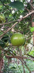 Crescentia cujete