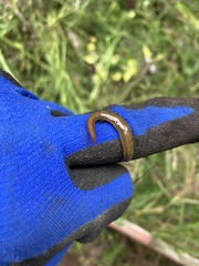 Kontikia ventrolineata