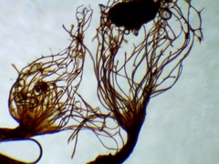 Cribraria mirabilis