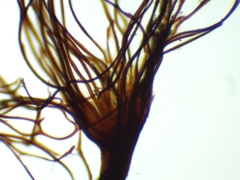 Cribraria mirabilis