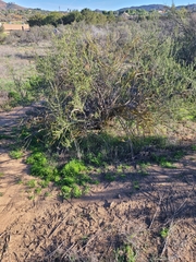 Adenostoma fasciculatum