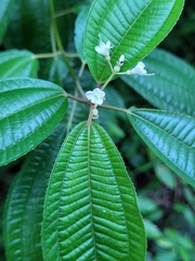 Miconia laevigata