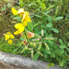 Crotalaria spectabilis