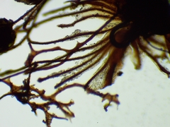 Cribraria mirabilis
