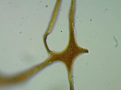 Cribraria mirabilis